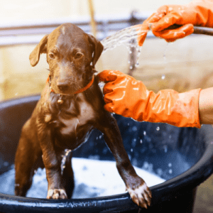 Dog Wash Fundraiser Ideas